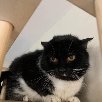 Rescue Domestic Short Hair Cats for Adoption in Buffalo, New York - Rue | PetCurious