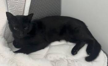 Venus(Bonded w/ Carrie Underwood) -  Domestic Short Hair Cat for Adoption in Savannah, Georgia - Venus(Bonded W/ Carrie Underwood) | PetCurious