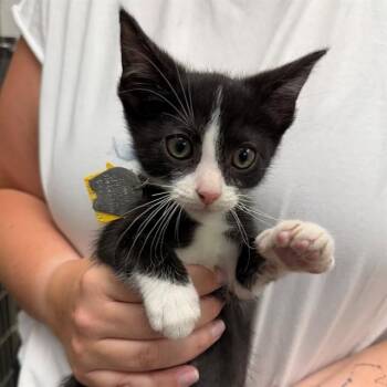 STEVEN -  Domestic Short Hair Cat for Adoption in St. Louis, Missouri - STEVEN | PetCurious