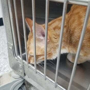 Domestic Short Hair Cats Available for Adoption in Taos, New Mexico - Cooper | PetCurious