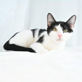 Katiya -  Domestic Short Hair Cat for Adoption in Mobile, Alabama - Katiya | PetCurious