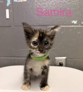 Samira -  Domestic Short Hair Cat for Adoption in Fort Worth, Texas - Samira | PetCurious