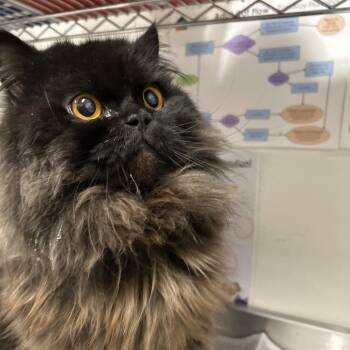 Australia -  Persian Cat for Adoption in League City, Texas - Australia | PetCurious