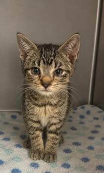 Cameron -  Domestic Short Hair Cat for Adoption in Columbia, Tennessee - Cameron | PetCurious