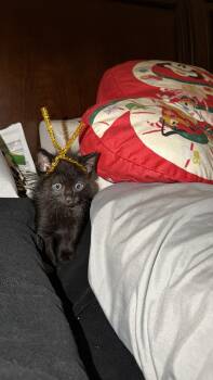 American Shorthair Cats Available for Adoption in Maitland, Florida - Rocky | PetCurious