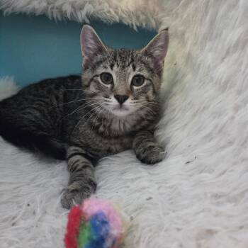 Myron -  Domestic Short Hair Cat Available for Adoption in Gibsonia, Pennsylvania - Myron | PetCurious