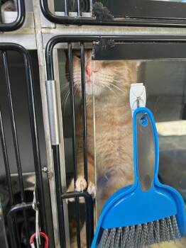 Domestic Short Hair Cats Available for Adoption in Dayton, Minnesota - Orangie | PetCurious