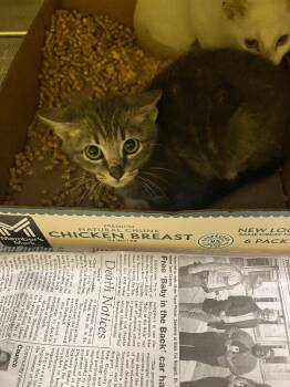 Angry Swearing -  Domestic Short Hair Cat for Adoption in Jackson, Tennessee - Angry Swearing | PetCurious