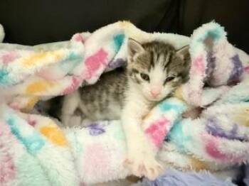 Tabby Cats Available for Adoption in Parlier, California - Alaya | PetCurious