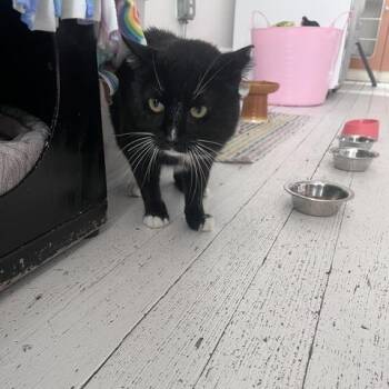 Maurice -  Domestic Short Hair Cat for Adoption in St. Louis, Missouri - Maurice | PetCurious
