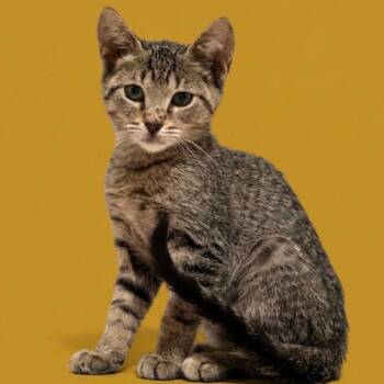 Crenshaw -  Domestic Short Hair Cat for Adoption in NEW PT RICHEY, Florida - Crenshaw | PetCurious