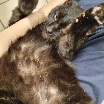 Domestic Short Hair Cats Available for Adoption in Skokie, Illinois - Oscar (c2026) | PetCurious