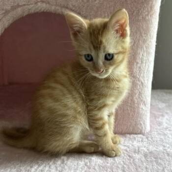 Butters -  Domestic Short Hair Cat for Adoption in Panama City, Florida - Butters | PetCurious