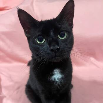 Rescue Domestic Short Hair Cats for Adoption - Ginny 2 | PetCurious
