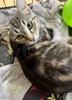 Rescue Domestic Short Hair Cats for Adoption in Cloquet, Minnesota - Mama Sabrina | PetCurious