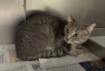 Charlie -  Domestic Short Hair Cat for Adoption in Sullivan, Indiana - Charlie | PetCurious