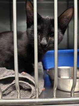 Anton -  Domestic Short Hair Cat for Adoption in Fishers, Indiana - Anton | PetCurious
