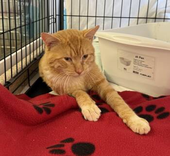 Rescue Domestic Short Hair Cats for Adoption in La Crescent, Minnesota - DEXTER | PetCurious