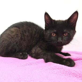 Domestic Short Hair Cats Available for Adoption in Fort Wayne, Indiana - Wynken | PetCurious