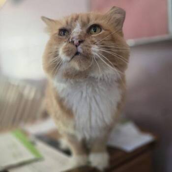 Ravishing Rick -  Maine Coon and Domestic Long Hair Cat for Adoption in Knoxville, Tennessee - Ravishing Rick | PetCurious