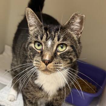 Tips -  Domestic Short Hair Cat for Adoption in Cumming, Georgia - Tips | PetCurious