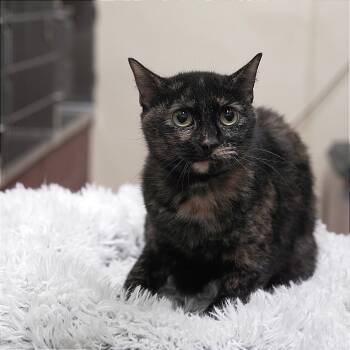 Rescue Domestic Short Hair Cats for Adoption in Gainesville, Georgia - Wishing Well | PetCurious