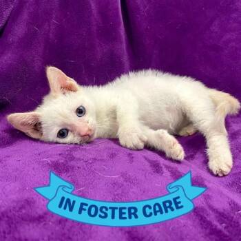 HAPPY -  Domestic Short Hair Cat for Adoption in Tallahassee, Florida - HAPPY | PetCurious