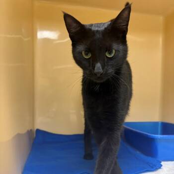 Duke -  Domestic Short Hair Cat for Adoption in East Hanover, New Jersey - Duke | PetCurious