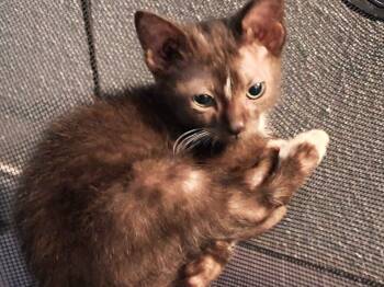 Rescue Domestic Short Hair Cats for Adoption in Lawrenceville, Illinois - Elros | PetCurious