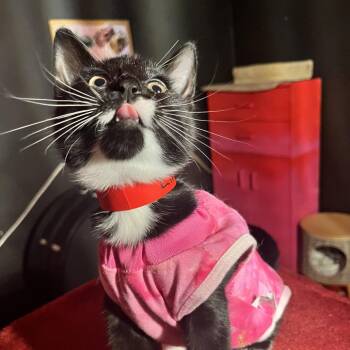 Lima Bean -  Domestic Short Hair Cat for Adoption in Buffalo, New York - Lima Bean | PetCurious
