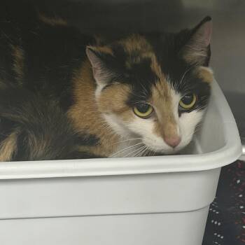 Domestic Short Hair Cats Available for Adoption in Marion, Virginia - Harriet | PetCurious