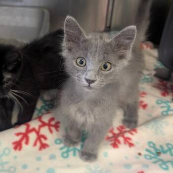 Goodyear (Smokey) -  Domestic Long Hair Cat for Adoption in Emporia, Kansas - Goodyear (Smokey) | PetCurious