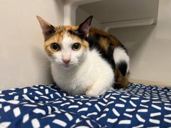 Ambrosa -  Domestic Short Hair Cat for Adoption in Corpus Christi, Texas - Ambrosa | PetCurious