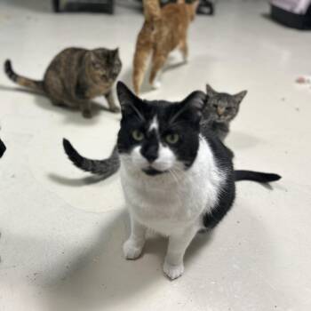 Archie (M) -  Domestic Short Hair Cat for Adoption in West Nyack, New York - Archie (M) | PetCurious