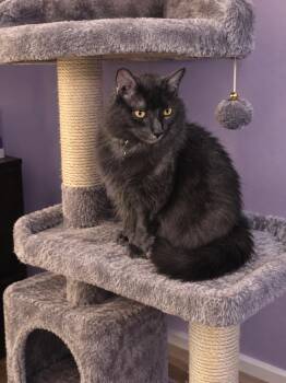 Beetlejuice -  Domestic Medium Hair Cat for Adoption in Belchertown, Massachusetts - Beetlejuice | PetCurious