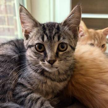 Kaya -  Domestic Short Hair Cat for Adoption in Knoxville, Tennessee - Kaya | PetCurious