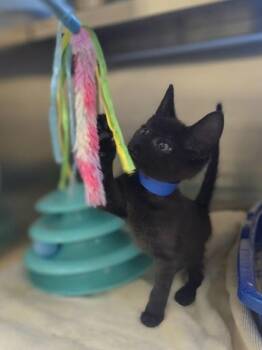 Smash Meowth -  Domestic Short Hair Cat for Adoption in Westland, Michigan - Smash Meowth | PetCurious