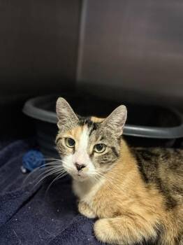 MILEENA -  Domestic Short Hair Cat for Adoption in Fort Walton Beach, Florida - MILEENA | PetCurious