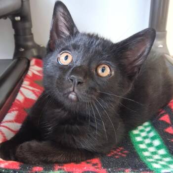 Bobo -  Domestic Short Hair Cat for Adoption in Belmont, New York - Bobo | PetCurious