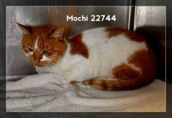 MOCHI (see also LEO) -  Domestic Short Hair Cat for Adoption in Marietta, Georgia - MOCHI (see Also LEO) | PetCurious