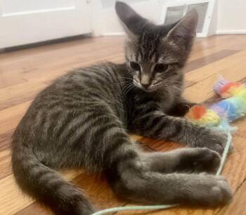 Rebop -  Domestic Short Hair Cat for Adoption in Candler, North Carolina - Rebop | PetCurious
