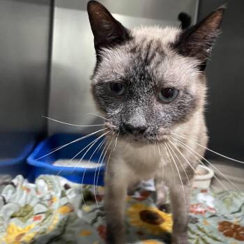 Monkee -  Siamese Cat for Adoption in Newport, North Carolina - Monkee | PetCurious