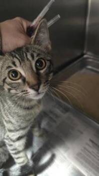 Striped Coconut -  Domestic Short Hair Cat for Adoption in Wichita, Kansas - Striped Coconut | PetCurious