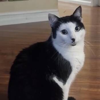 Dottie -  Domestic Short Hair Cat for Adoption in Santa Ana, California - Dottie | PetCurious