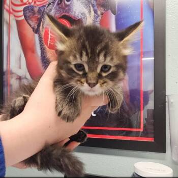 Pulisic -  Domestic Long Hair Cat for Adoption in Edwardsville, Illinois - Pulisic | PetCurious