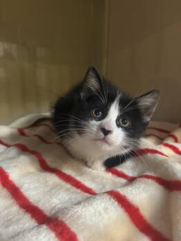 Domestic Short Hair Cats Available for Adoption in Yardley, Pennsylvania - Spot | PetCurious