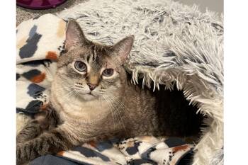Mabel -  Siamese and Domestic Short Hair Cat for Adoption in Lincoln, Nebraska - Mabel | PetCurious