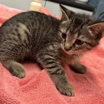 Handcuffs -  Domestic Short Hair Cat for Adoption in Providence, Rhode Island - Handcuffs | PetCurious