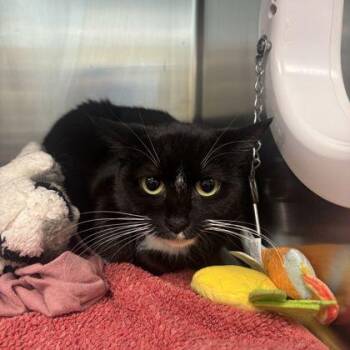 Domestic Short Hair Cats Available for Adoption - River | PetCurious