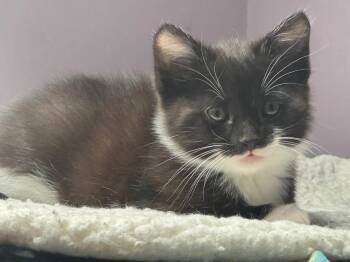 American Shorthair Cats Available for Adoption in Hagaman, New York - Kona | PetCurious
